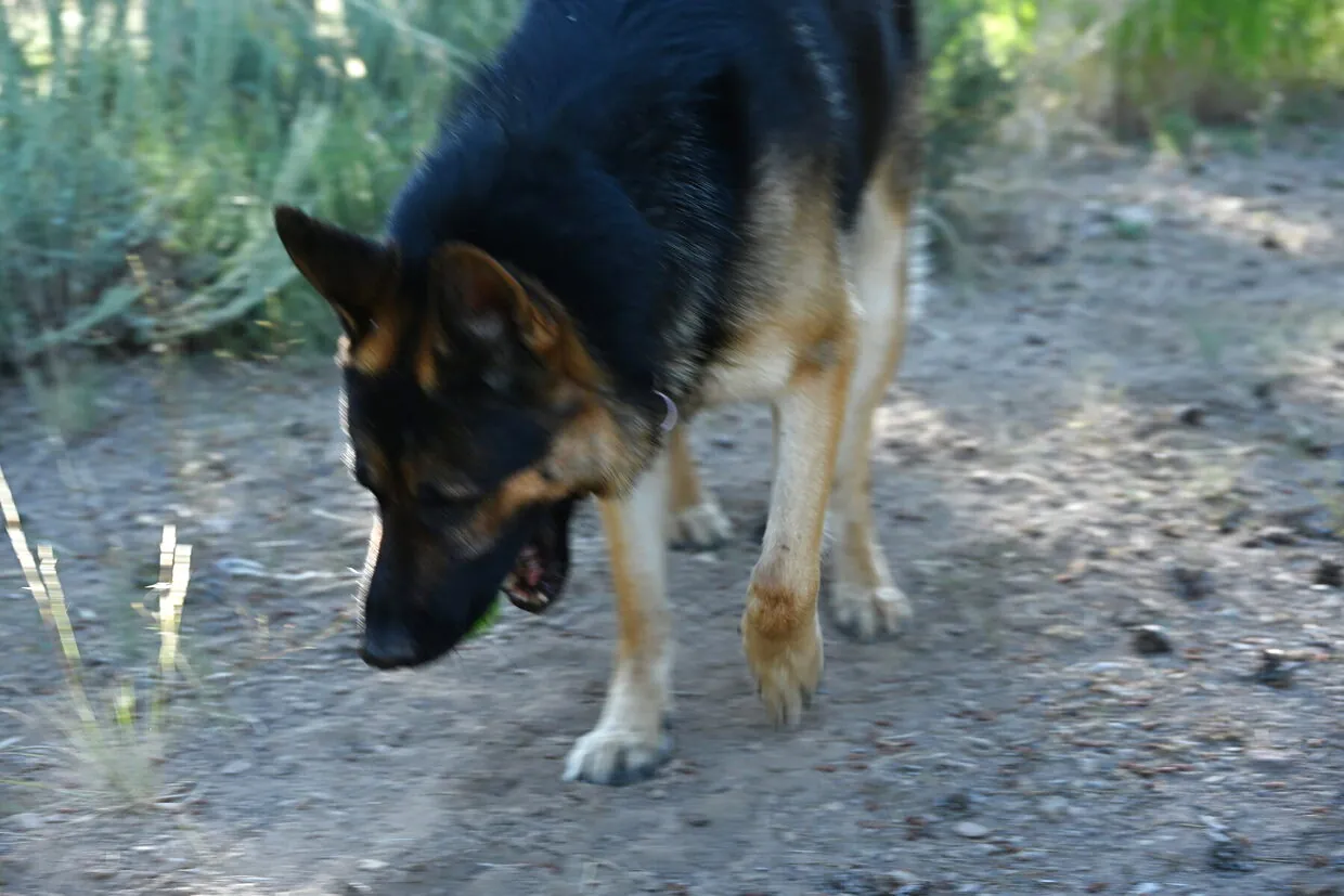 Ranch dog on the trail